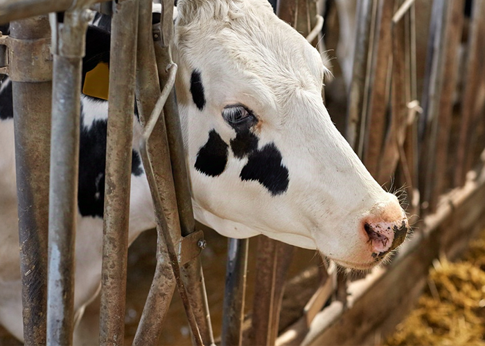 Gas safety solutions for animal husbandry are here